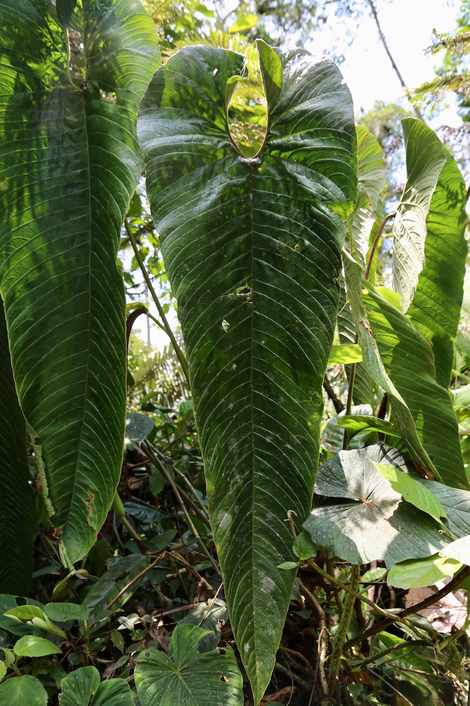 Изображение особи Anthurium camposii.