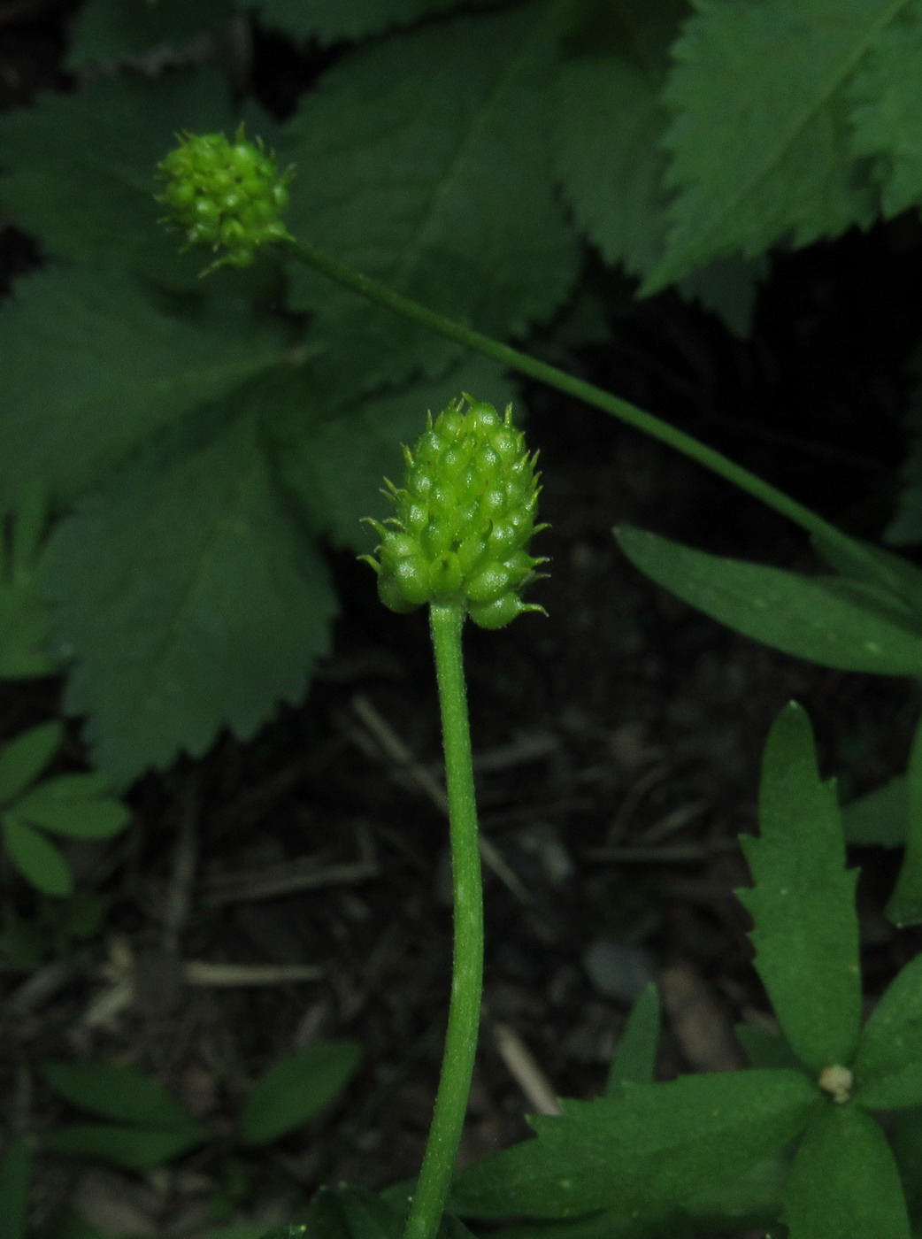 Image of Ranunculus kedranus specimen.