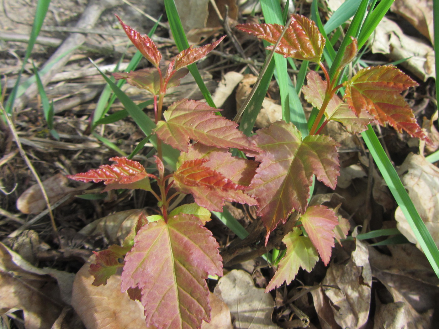 Image of Acer ginnala specimen.