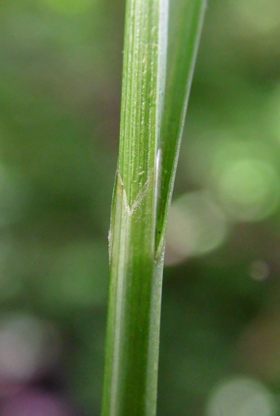 Image of Carex remota specimen.