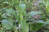 Cirsium heterophyllum