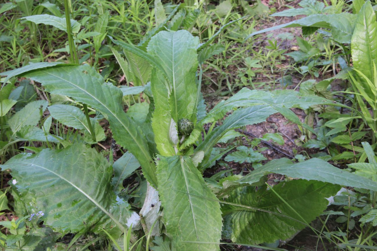Image of Cirsium heterophyllum specimen.