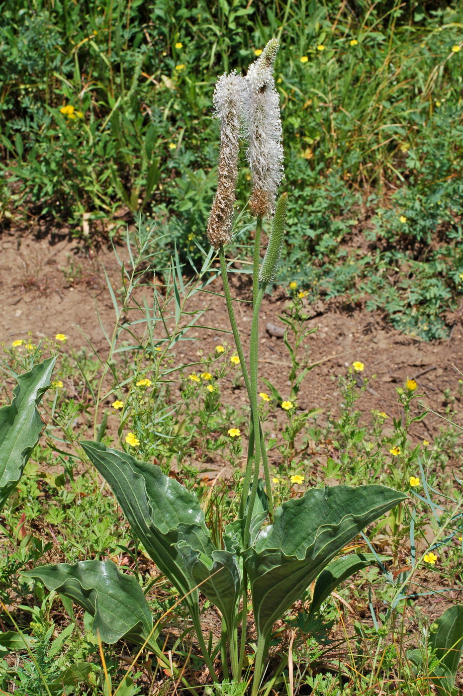 Image of Plantago media specimen.
