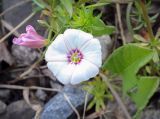 Convolvulus arvensis. Цветок с очень редкой окраской венчика. Пермский край, г. Пермь, Кировский р-н, пос. Кировский, дол. р. Заборная, железнодорожная насыпь. 02.07.2020.