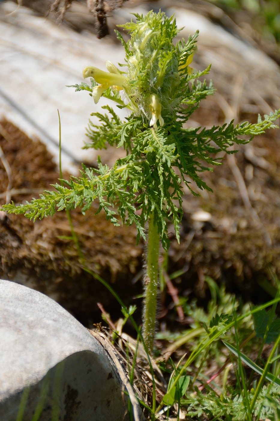Изображение особи Pedicularis condensata.