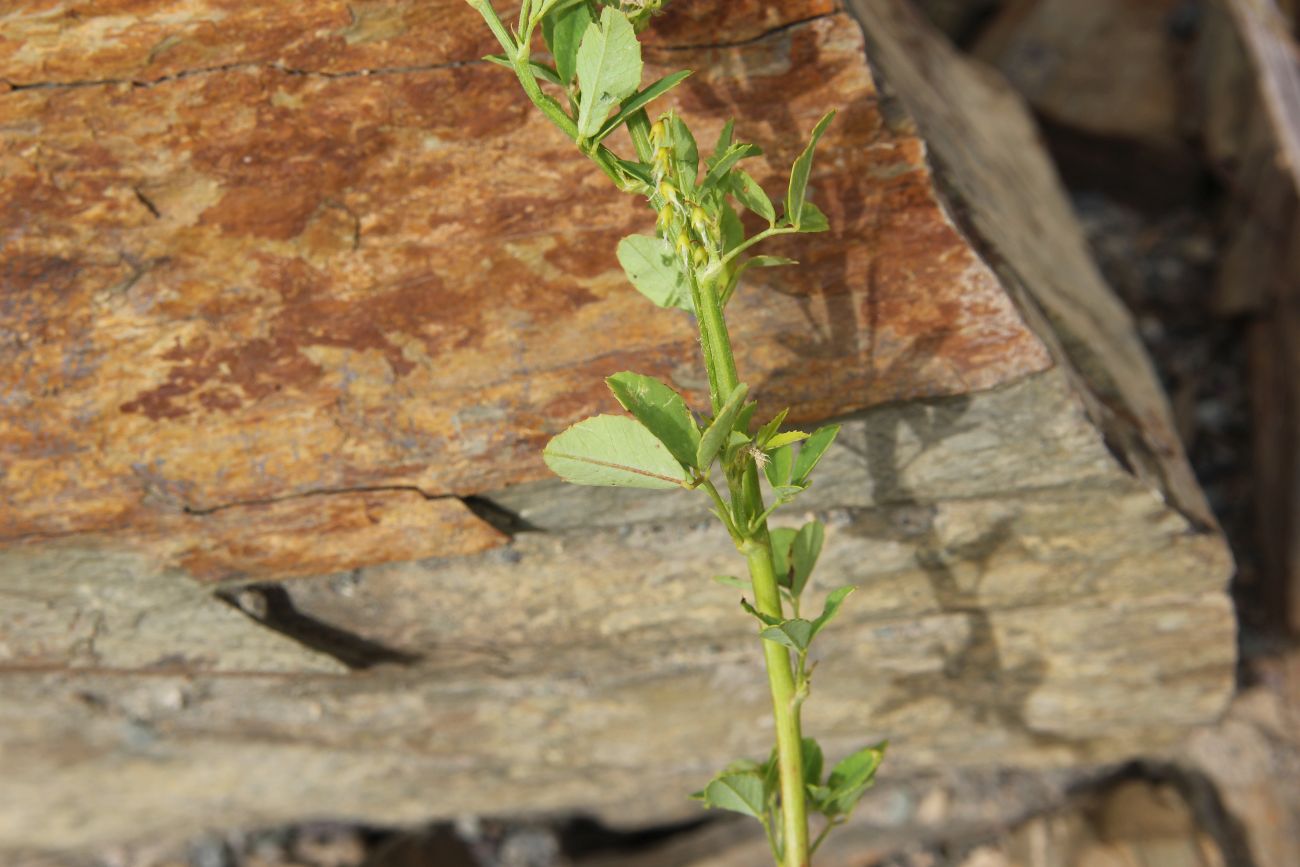 Изображение особи Melilotus officinalis.