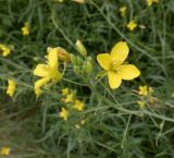 Diplotaxis tenuifolia. Верхушка соцветия. Тверская обл., г. Тверь, Заволжский р-н, мкр-н Соминка, берег р. Соминка, рудеральное местообитание. 10 августа 2020 г.