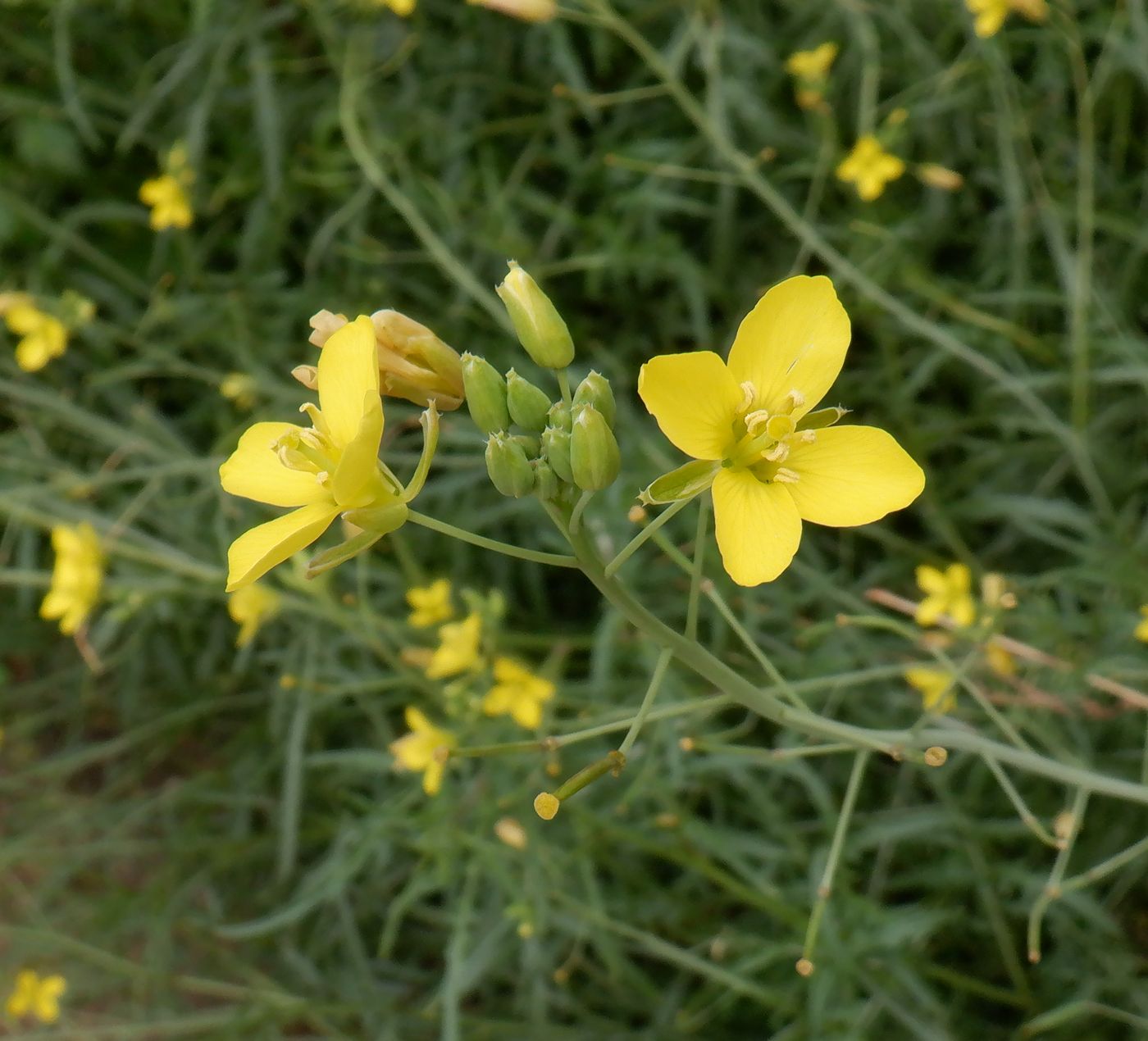 Image of Diplotaxis tenuifolia specimen.