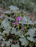 Malva mauritiana