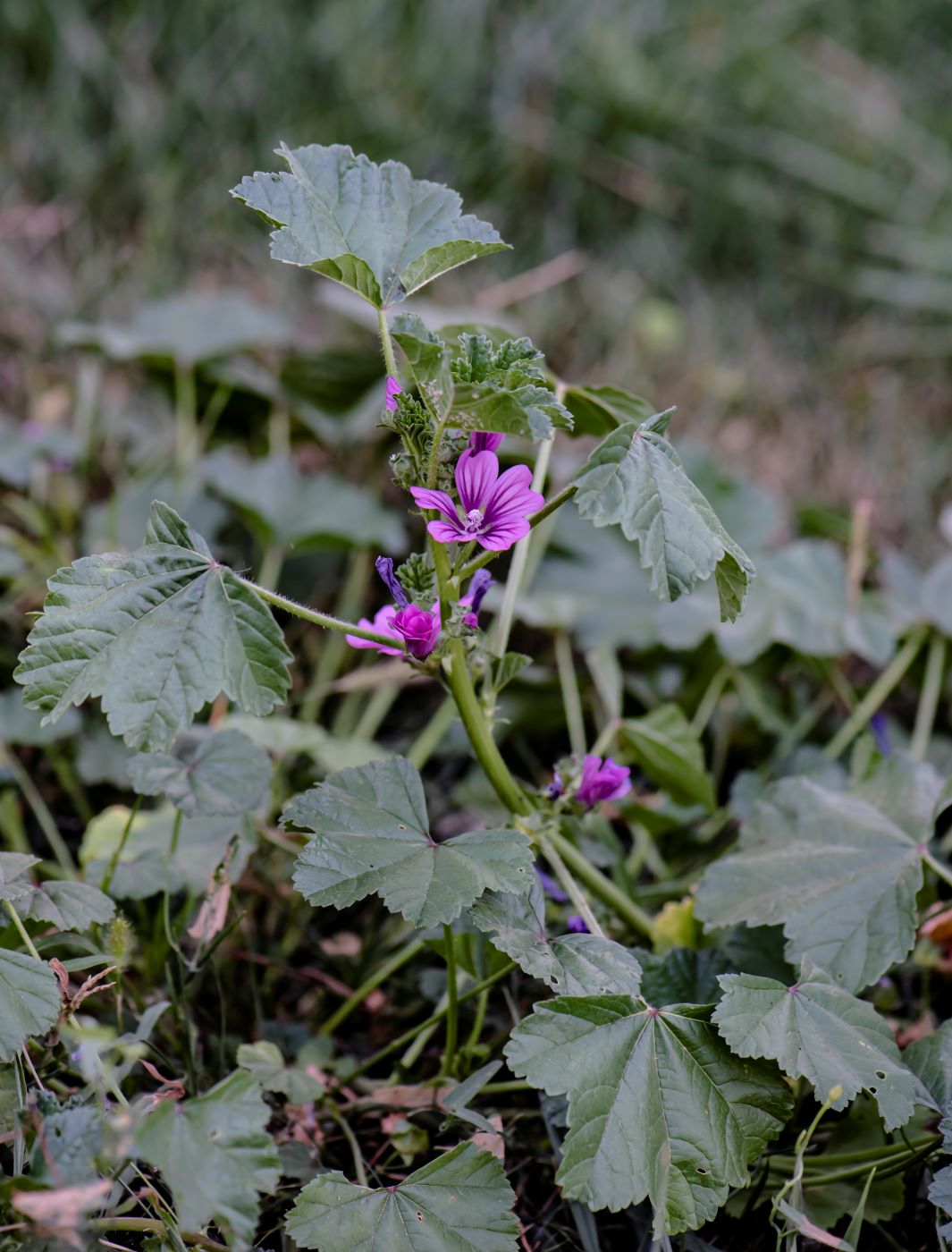 Изображение особи Malva mauritiana.