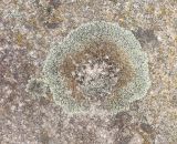 Lecanora muralis