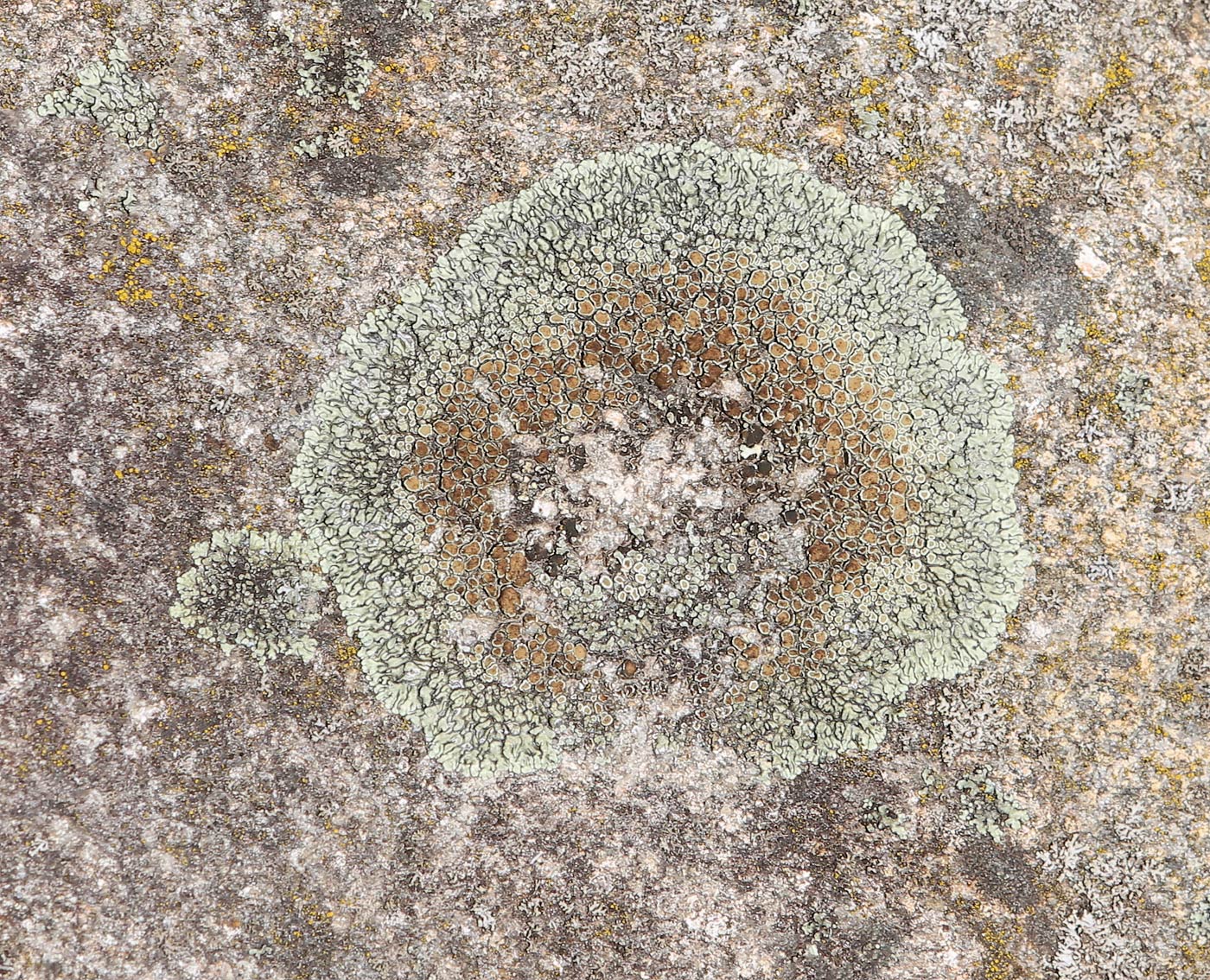 Изображение особи Lecanora muralis.