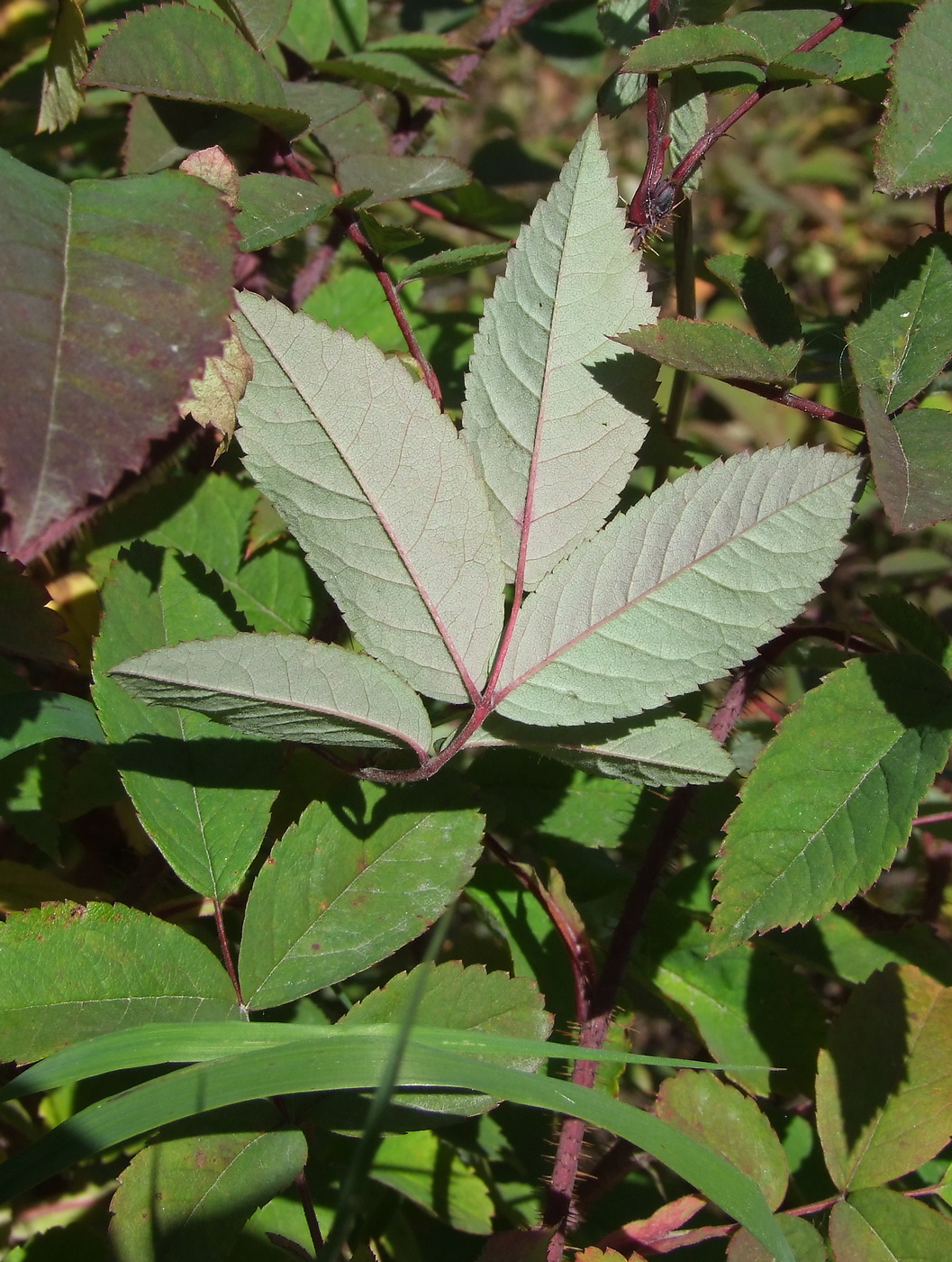 Image of Rosa acicularis specimen.