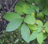 Hydrangea paniculata