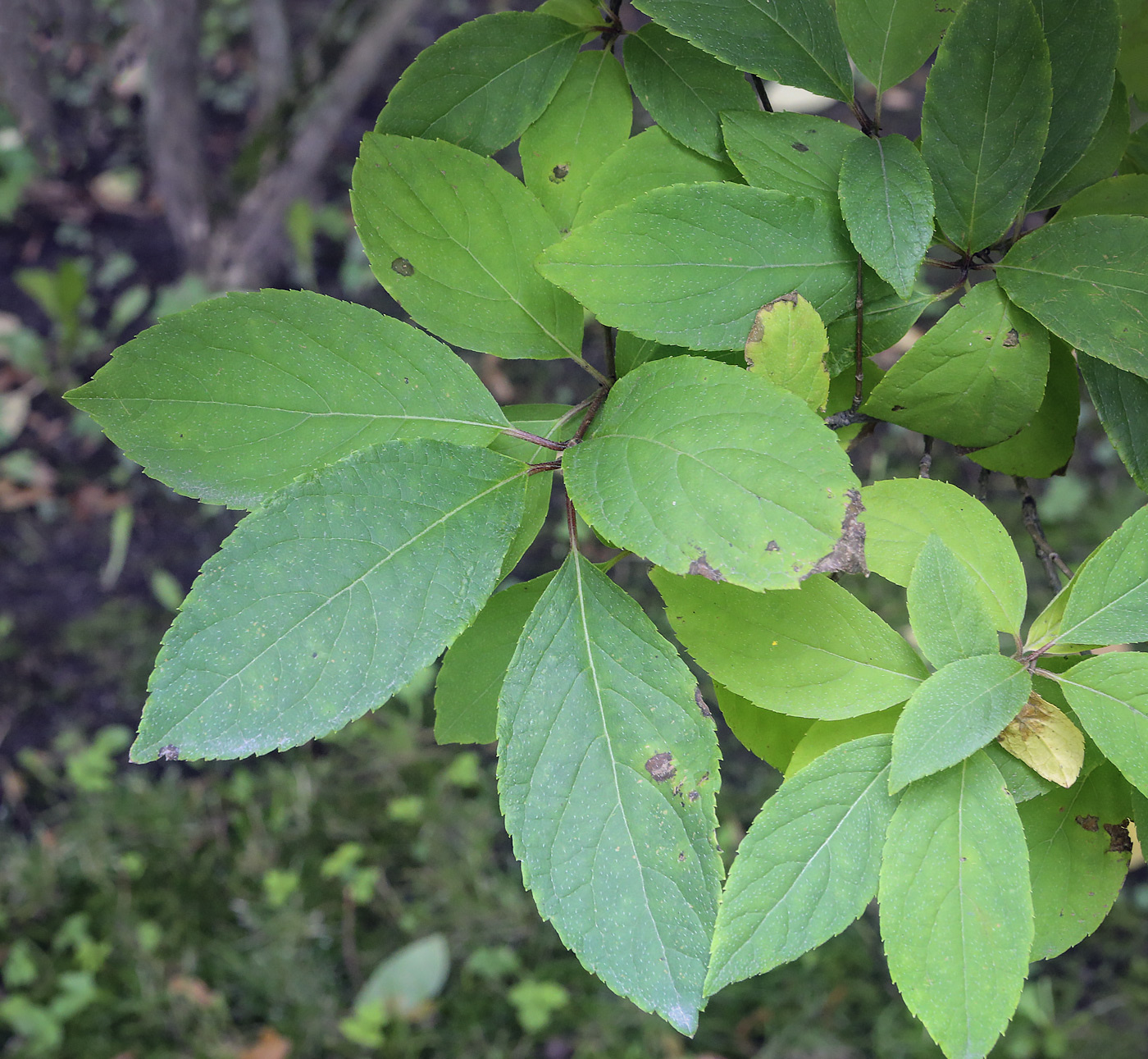 Image of Hydrangea paniculata specimen.