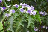 Solanum wrightii