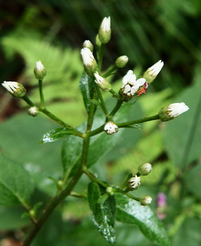 Image of Doellingeria scabra specimen.