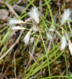 Eriophorum gracile