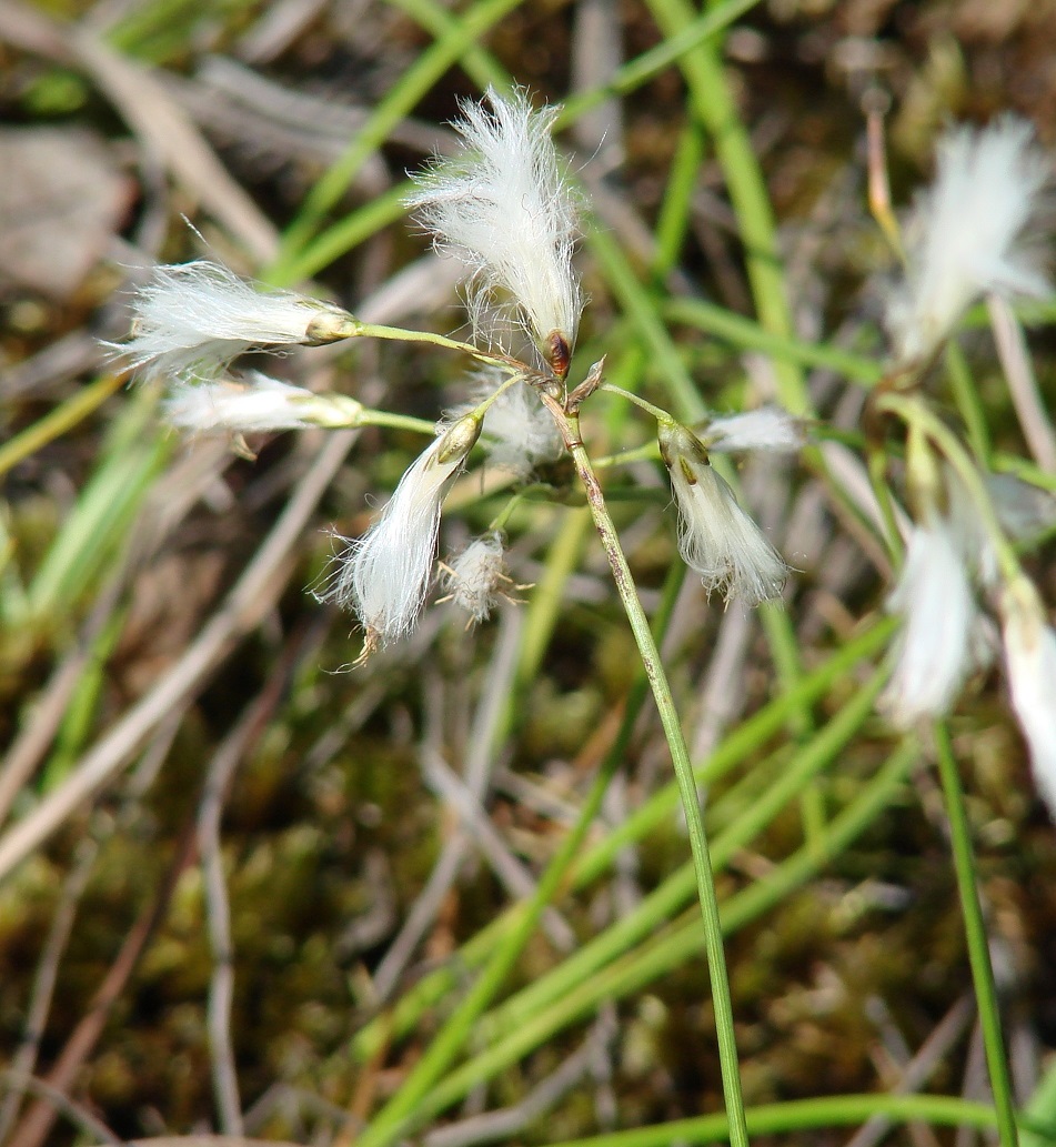 Изображение особи Eriophorum gracile.