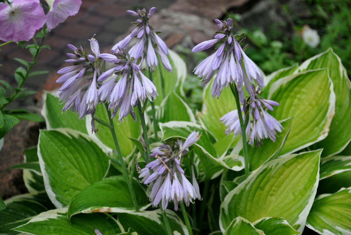 Image of Hosta albomarginata specimen.