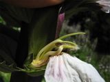Acanthus mollis. Цветок с отогнутой верхней губой. Греция, о. Родос, г. Родос, Родосская крепость (Дворец великих магистров), травянистый склон. 11 мая 2011 г.