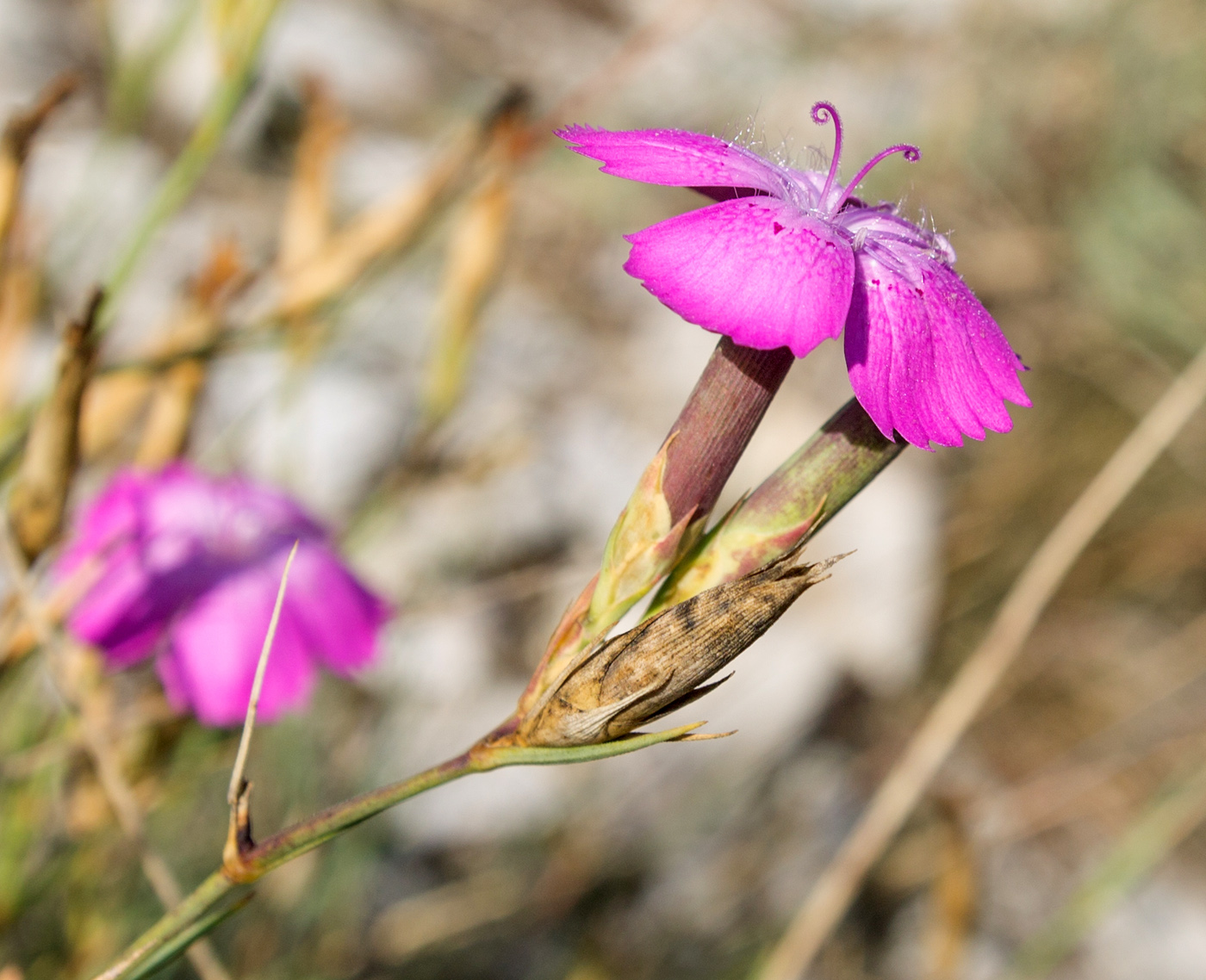 Изображение особи род Dianthus.