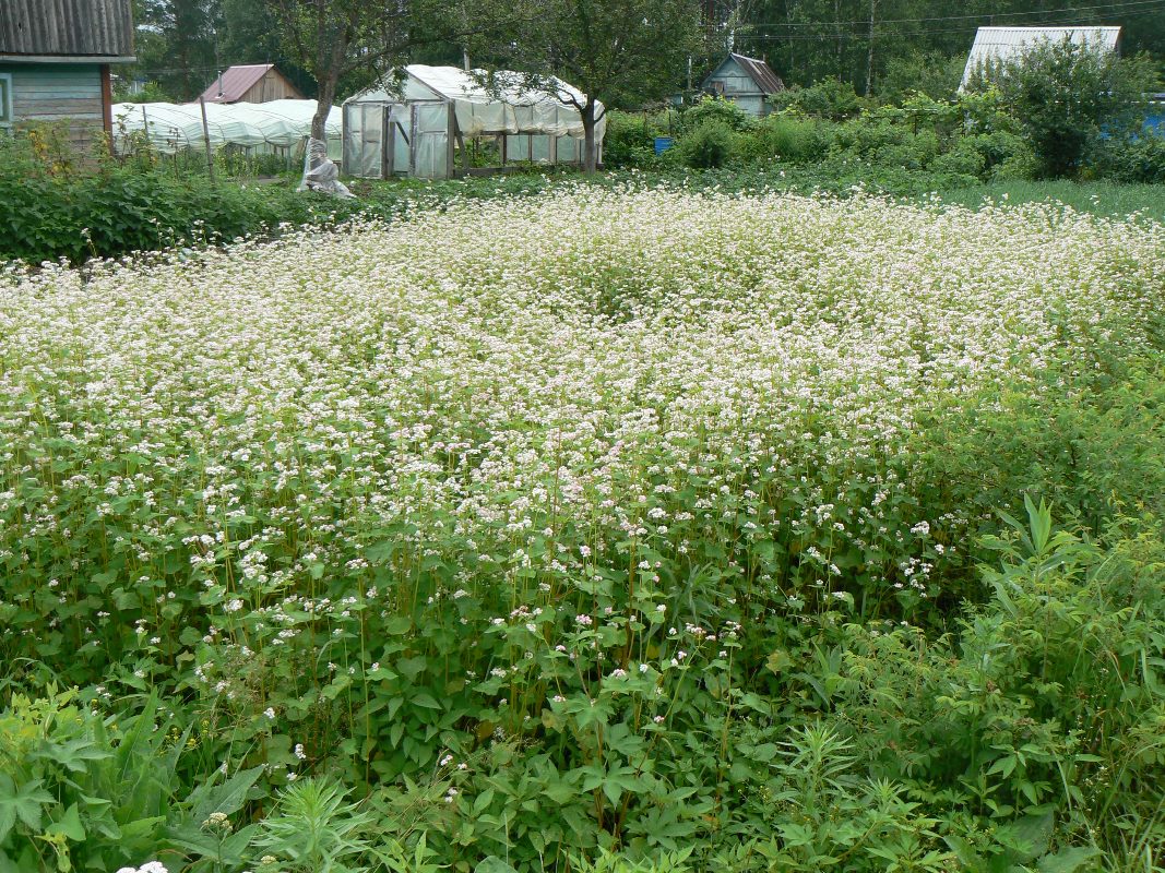 Изображение особи Fagopyrum esculentum.