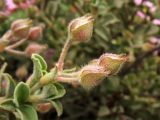 Cistus parviflorus