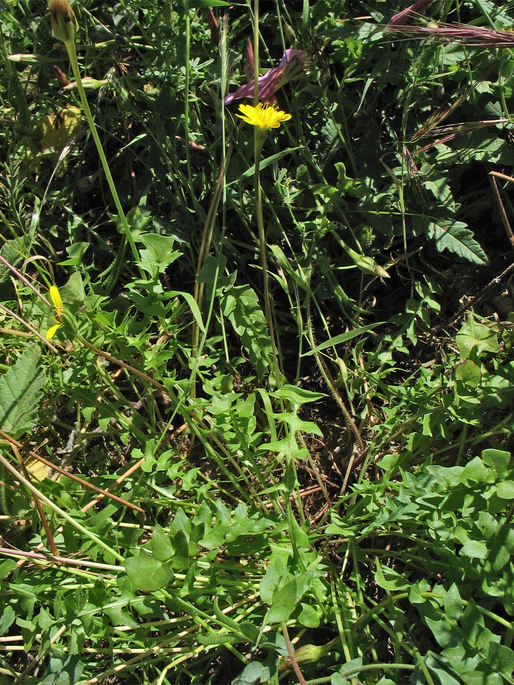 Изображение особи Hyoseris lucida.