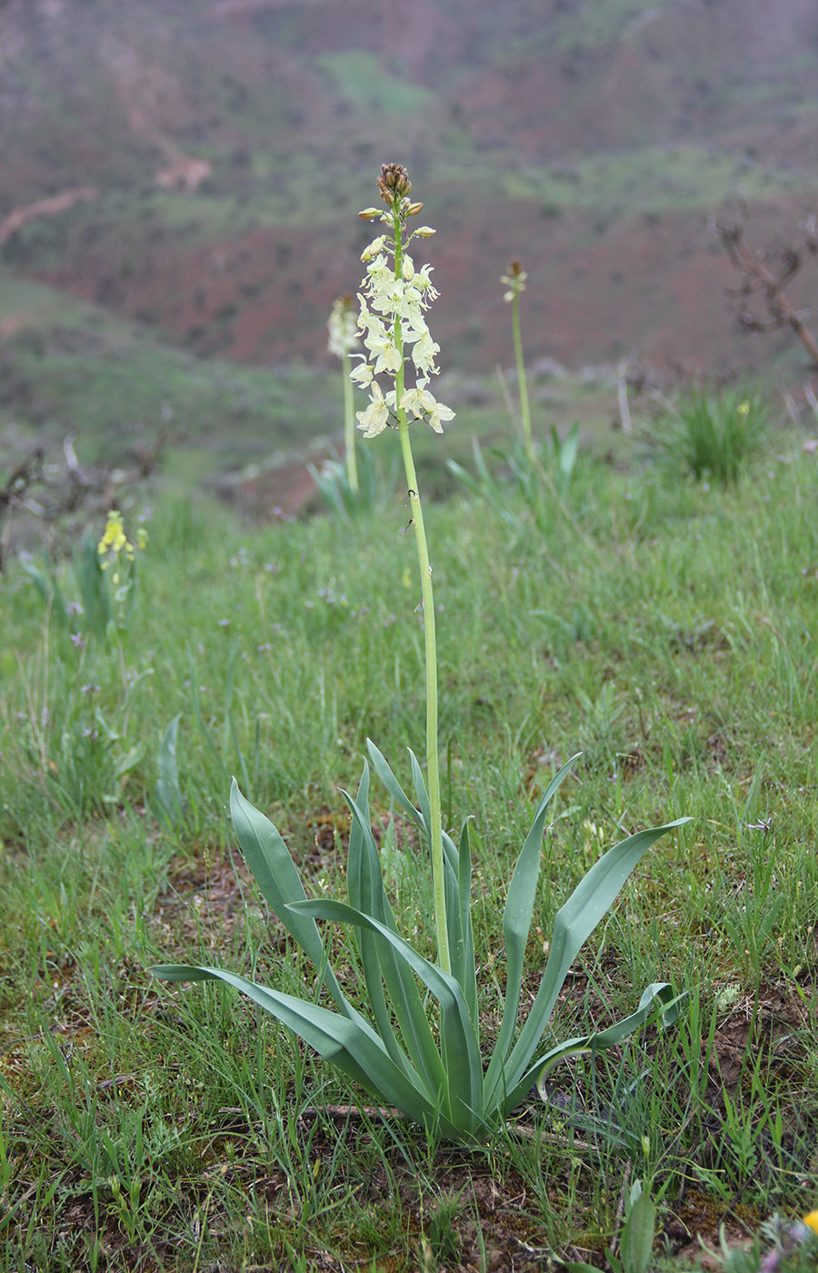 Image of Eremurus lachnostegius specimen.