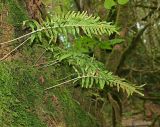 Polypodium interjectum. Вегетирующее растение. Краснодарский край, окр. г. Сочи, Тисо-самшитовая роща, берег р. Хоста, глинистый склон. 13.07.2019.