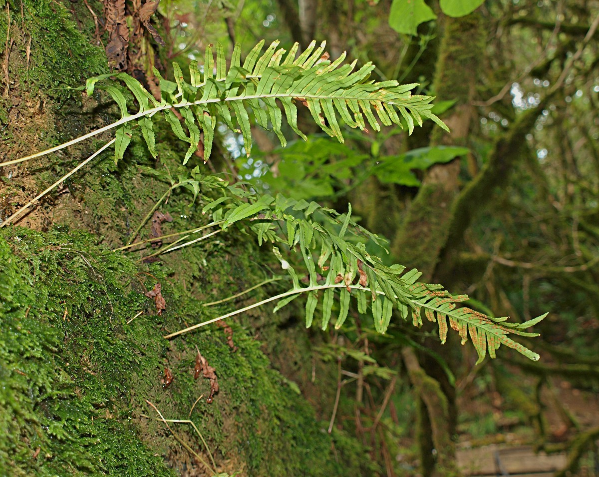 Image of Polypodium interjectum specimen.