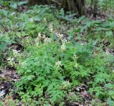 Corydalis marschalliana. Цветущие и плодоносящие растения. Краснодарский край, вост. окр. г. Усть-Лабинск, пойма р. Кубань, лесок. 17.04.2021.