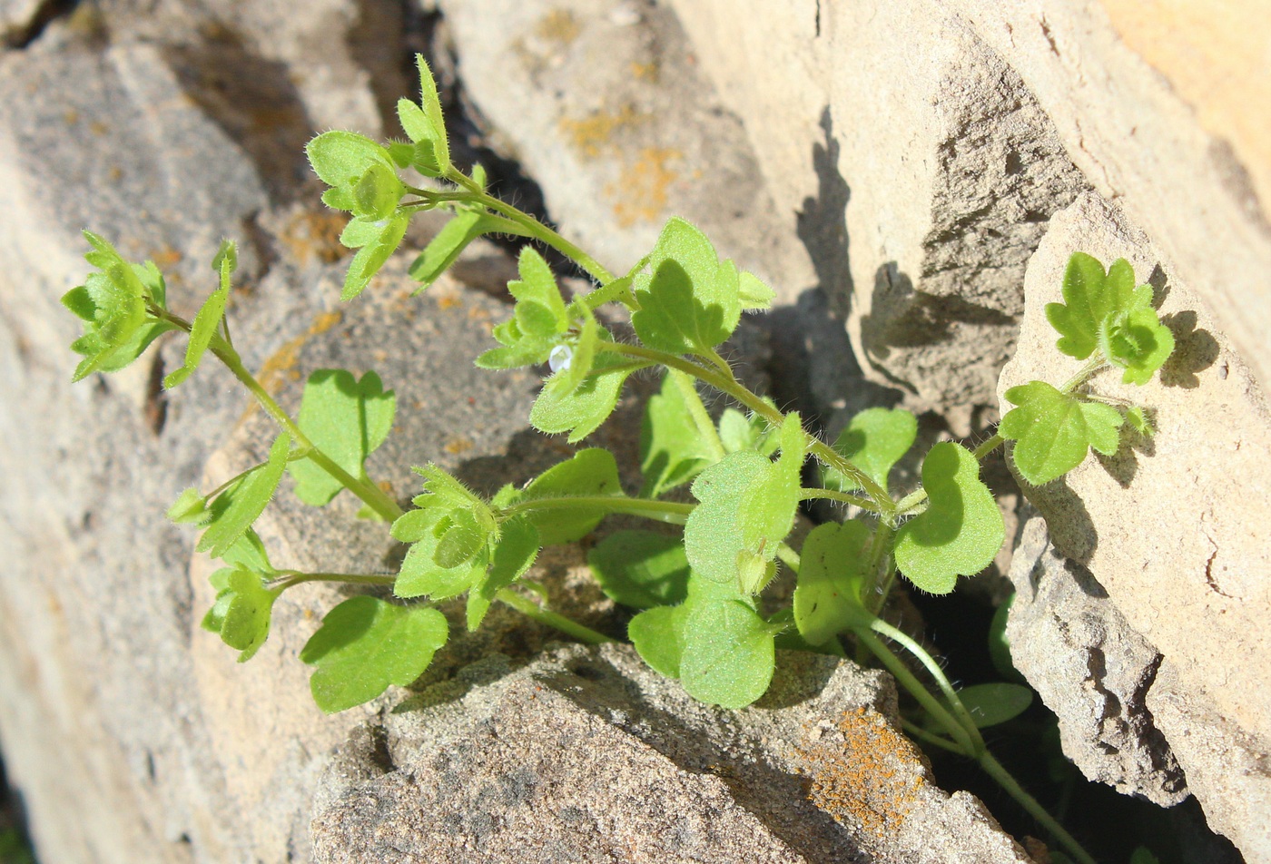 Image of Veronica sublobata specimen.