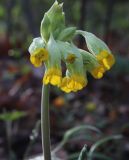 Primula veris