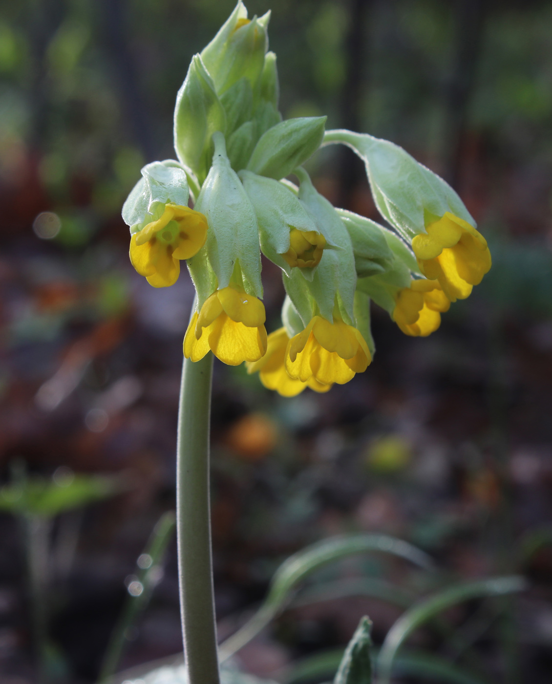 Изображение особи Primula veris.