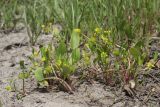 Buschia lateriflora. Цветущие и плодоносящие растения. Крым, Керченский п-ов, Приазовье, Караларская степь, луговина между засолённой степью и руслом сероводородного ручья. 14.05.2021.