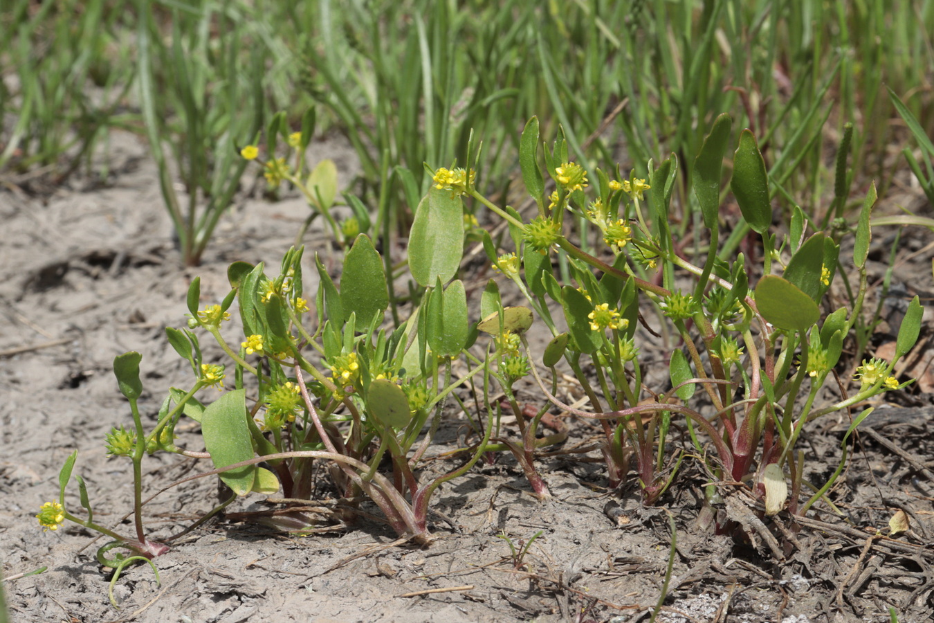 Image of Buschia lateriflora specimen.