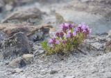 Thymus sessilifolius