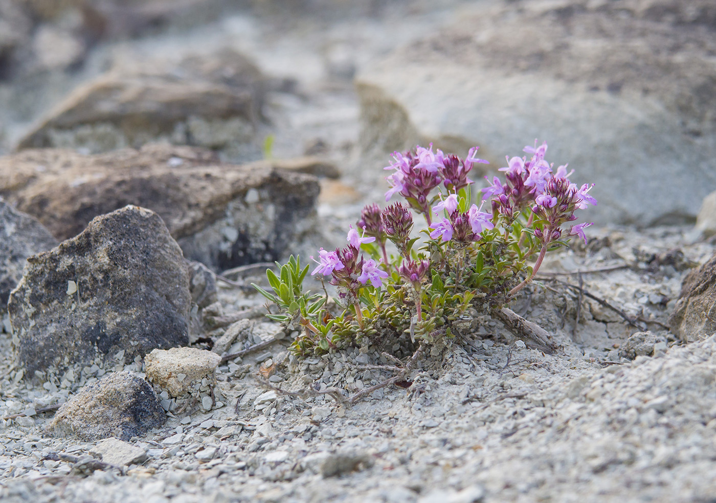 Изображение особи Thymus sessilifolius.