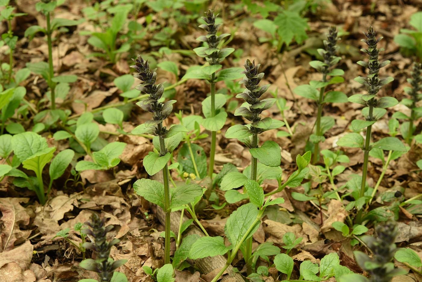 Image of Ajuga reptans specimen.