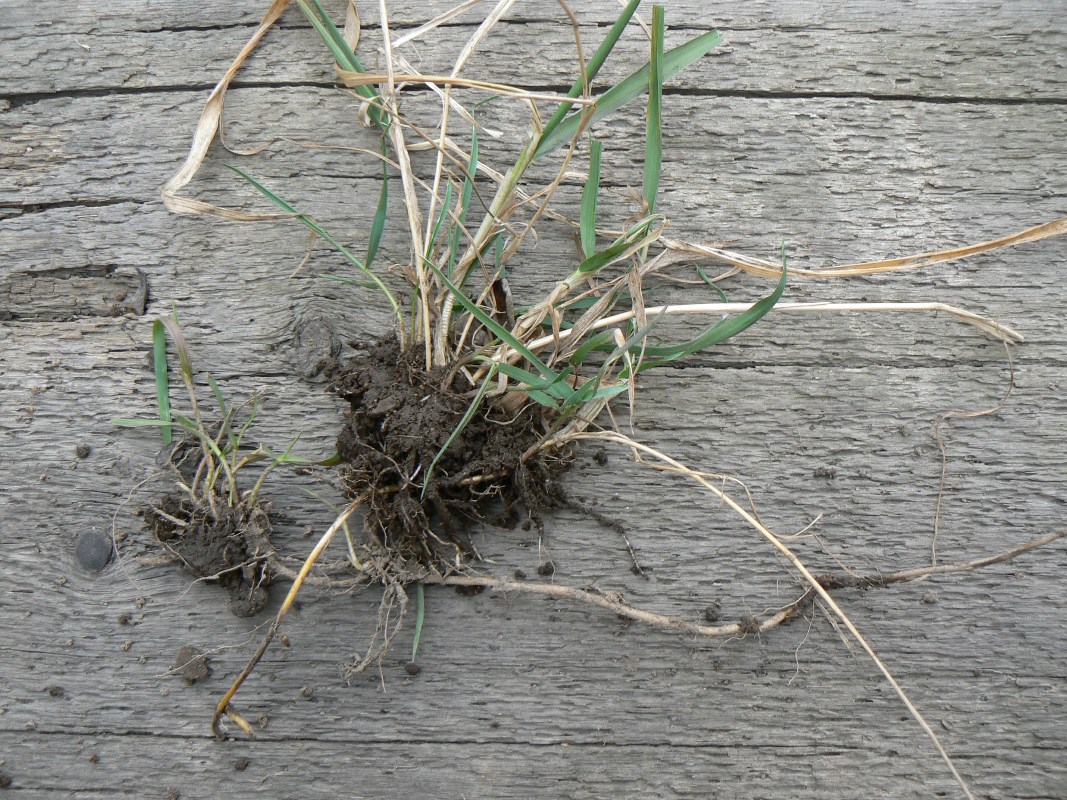 Image of Elytrigia repens specimen.