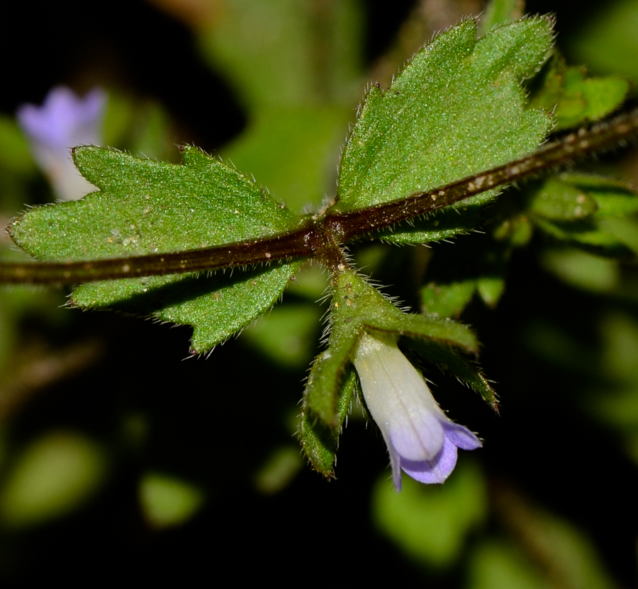 Изображение особи Campanula erinus.