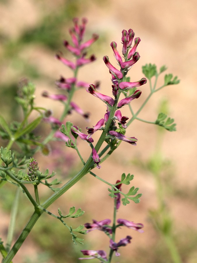 Изображение особи Fumaria officinalis.