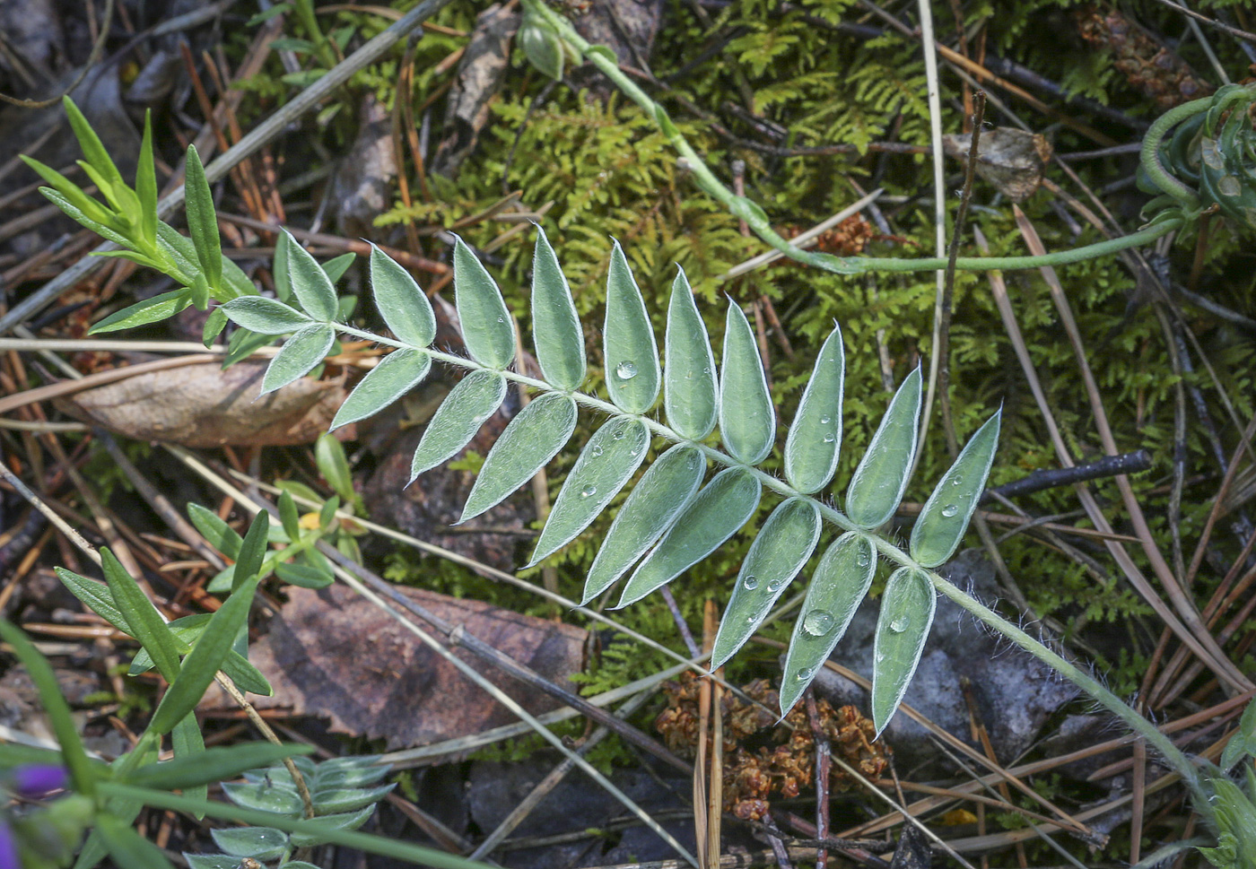 Изображение особи Oxytropis kungurensis.