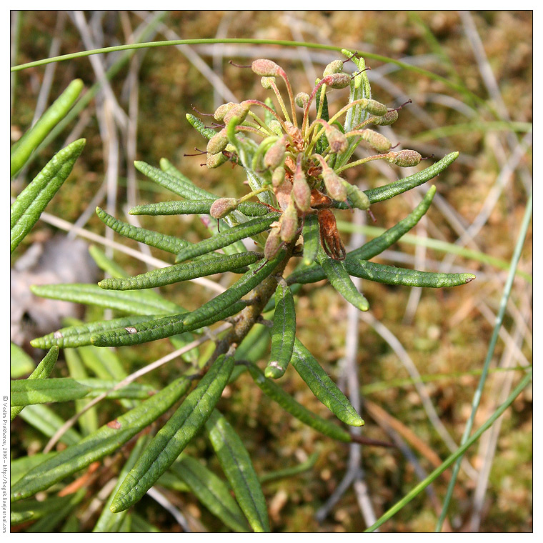 Image of Ledum palustre specimen.