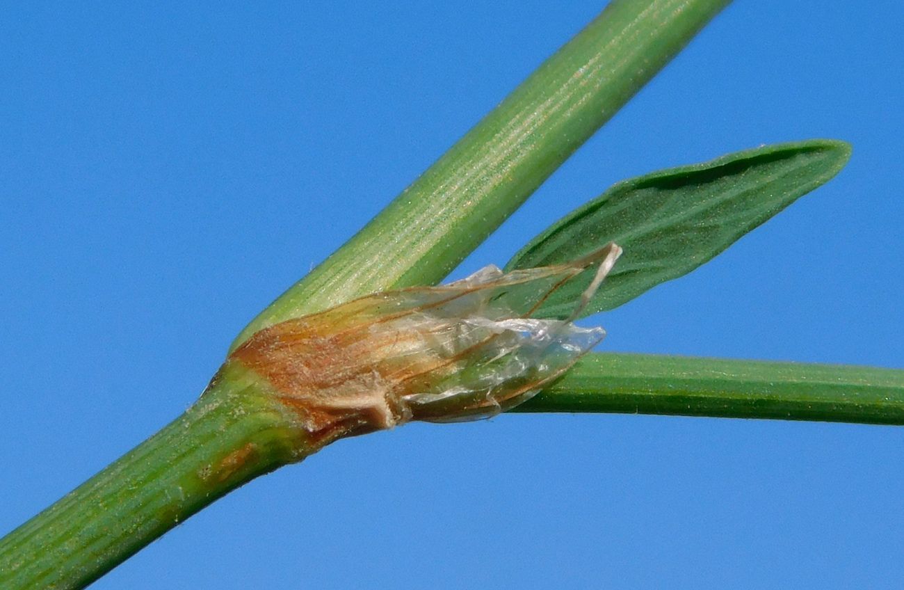 Image of Polygonum neglectum specimen.