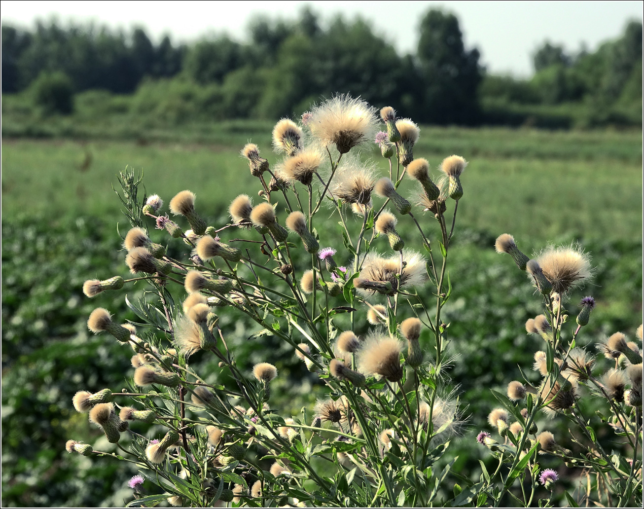 Изображение особи Cirsium setosum.