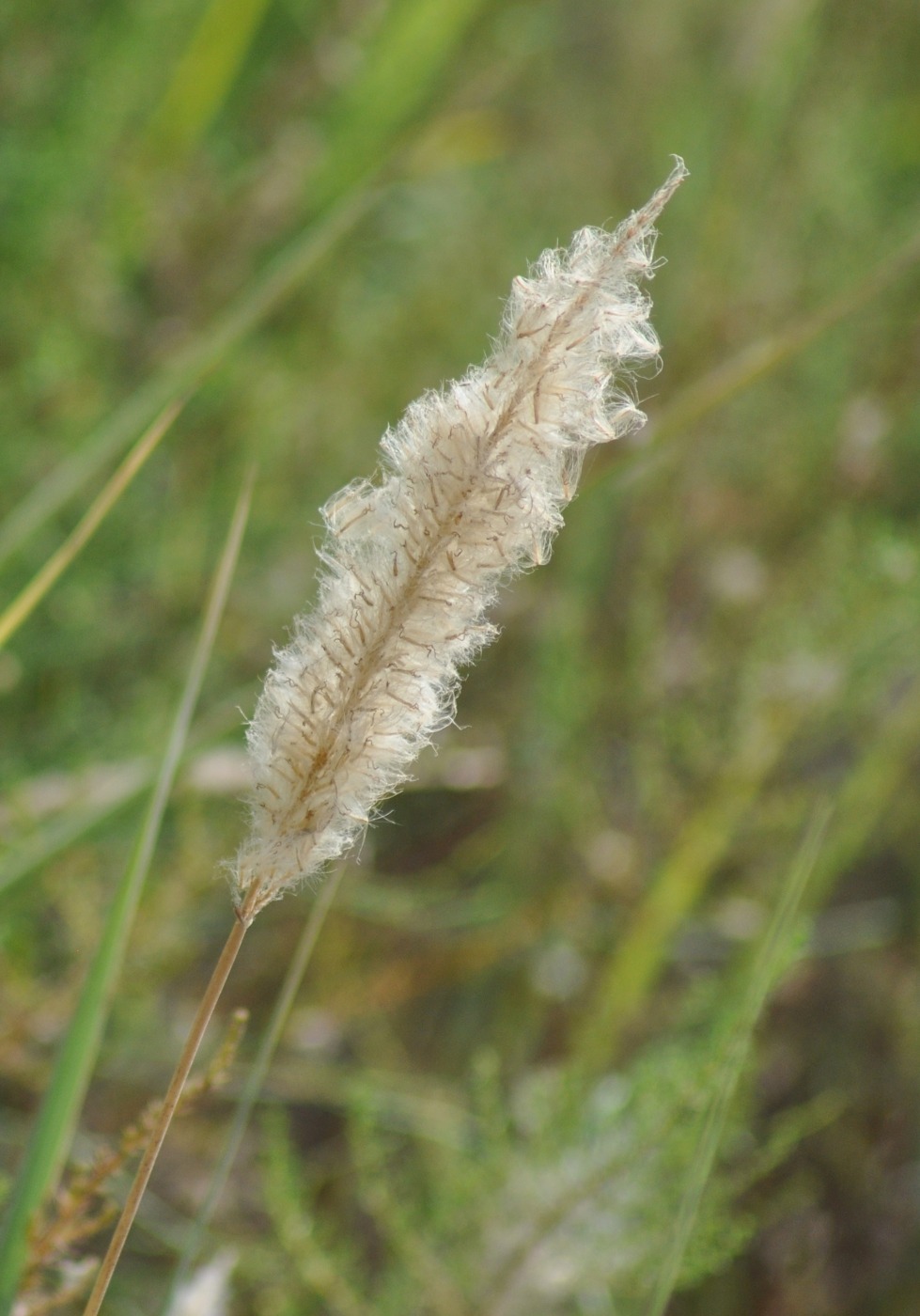 Image of Imperata cylindrica specimen.