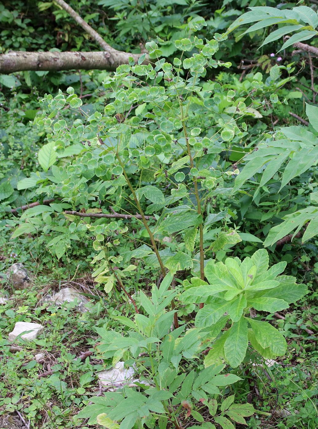 Image of Euphorbia macroceras specimen.